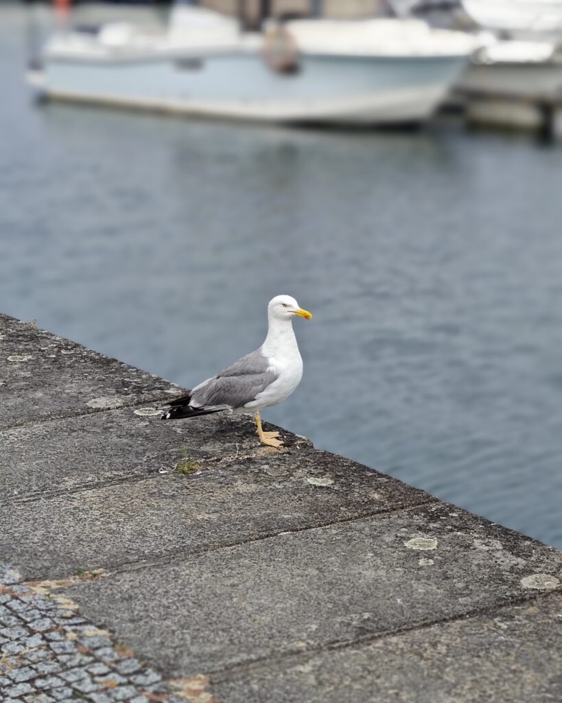 Möwe am Hafen von Viana do Castelo 