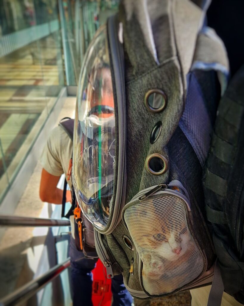 Bild einer Katze im Rucksack