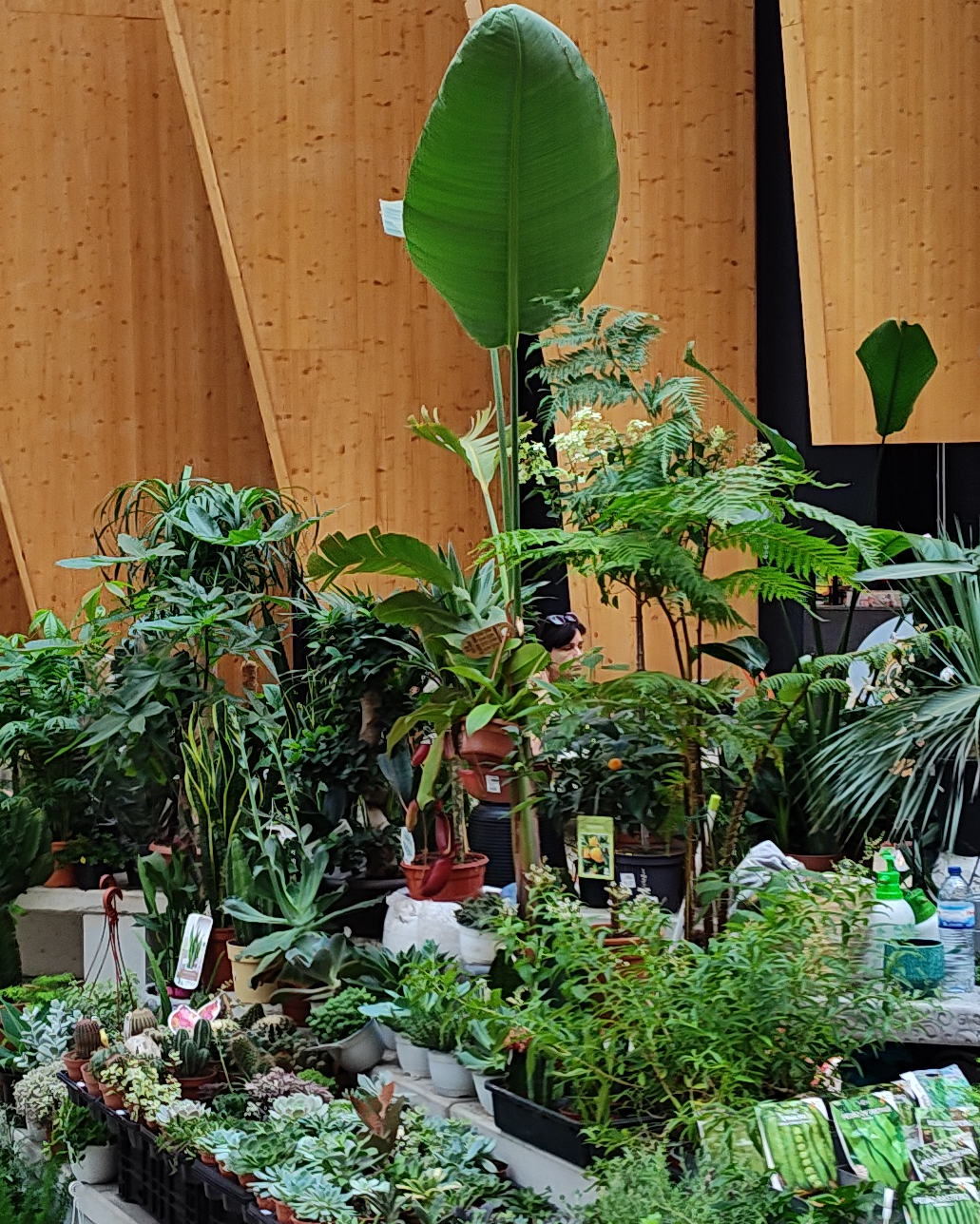 Pflanzenstand in der Markthalle von Braga